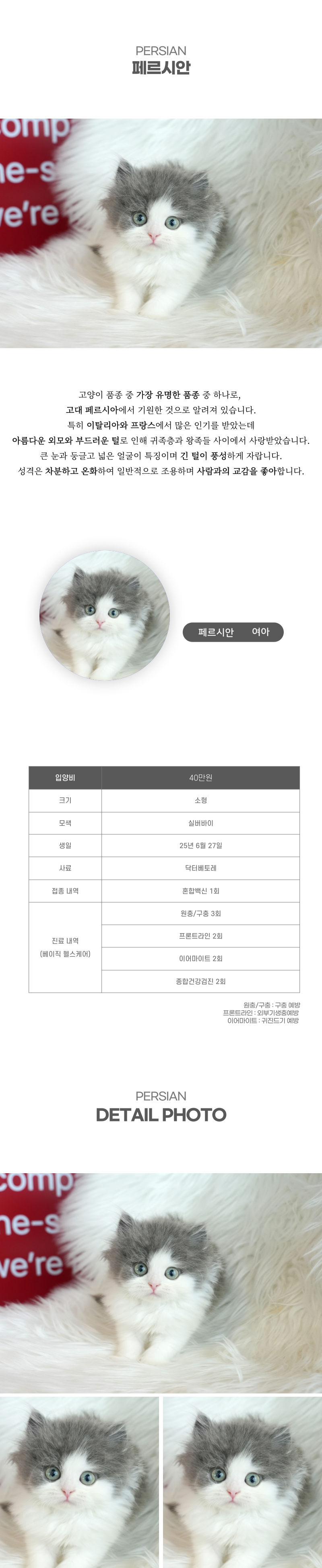 페르시안_상세이미지_2